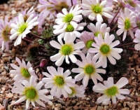 Pale pink daisy like flowers in very early spring on tight mounds.
